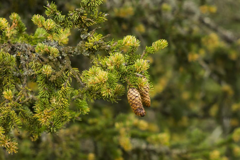 Pine Cone Zúzmós