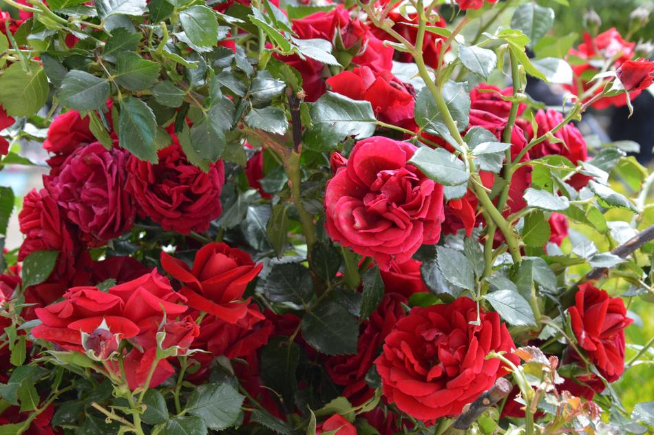 Rose Flower Plant