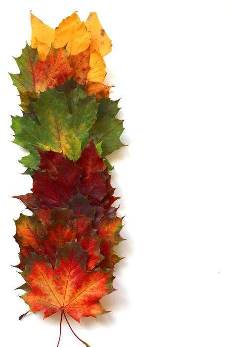 Leaves Autumn Fall Foliage