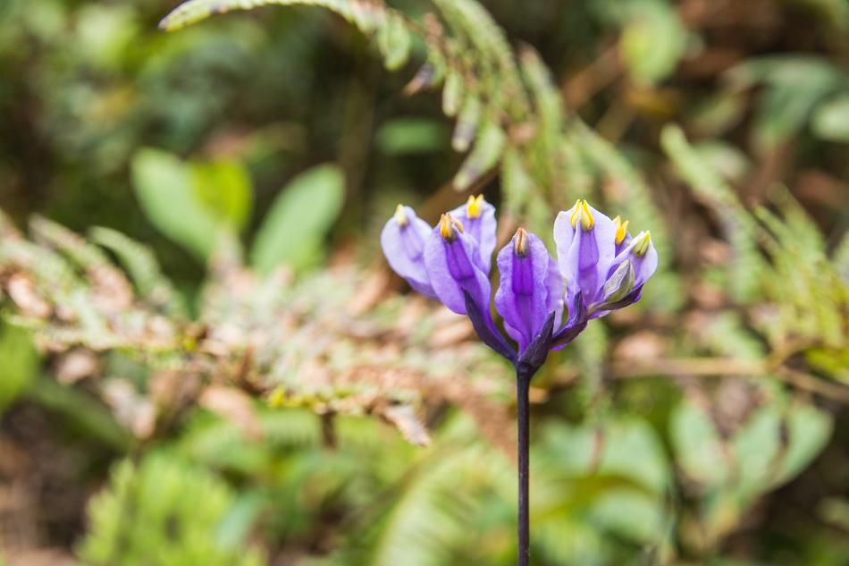 Flowers Purple Nature