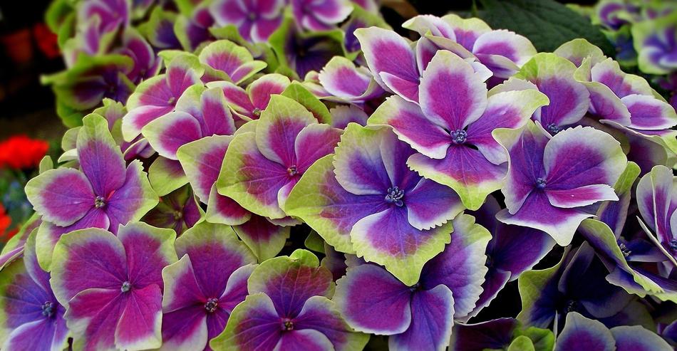 Flower Hydrangea Nature