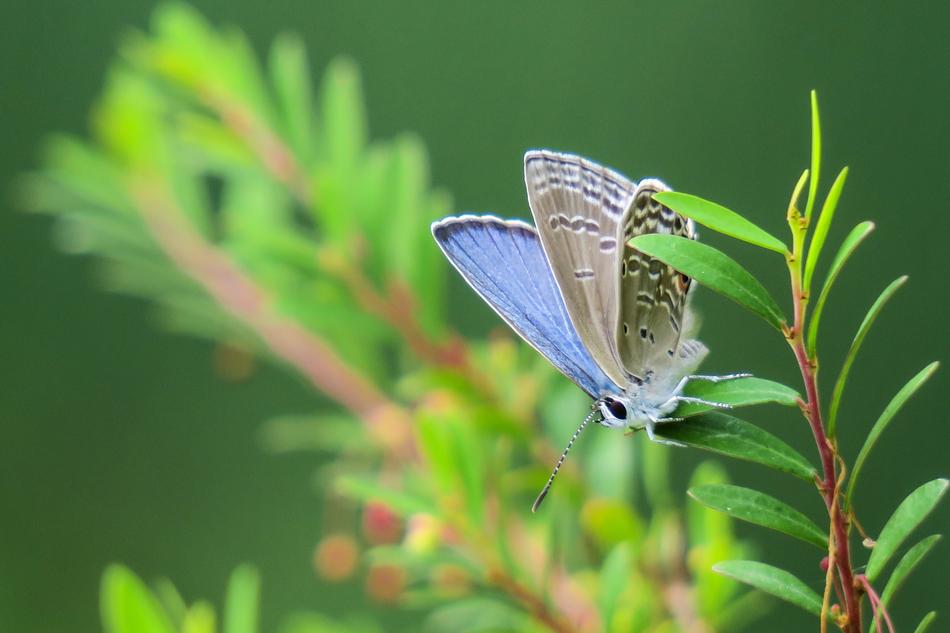 Butterfly Nature Insect