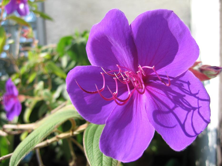 Flower Nature Plant