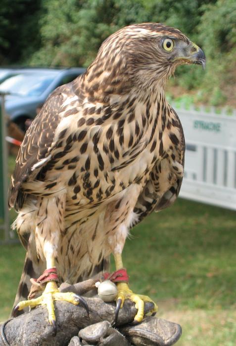 Nature Animal World Adler