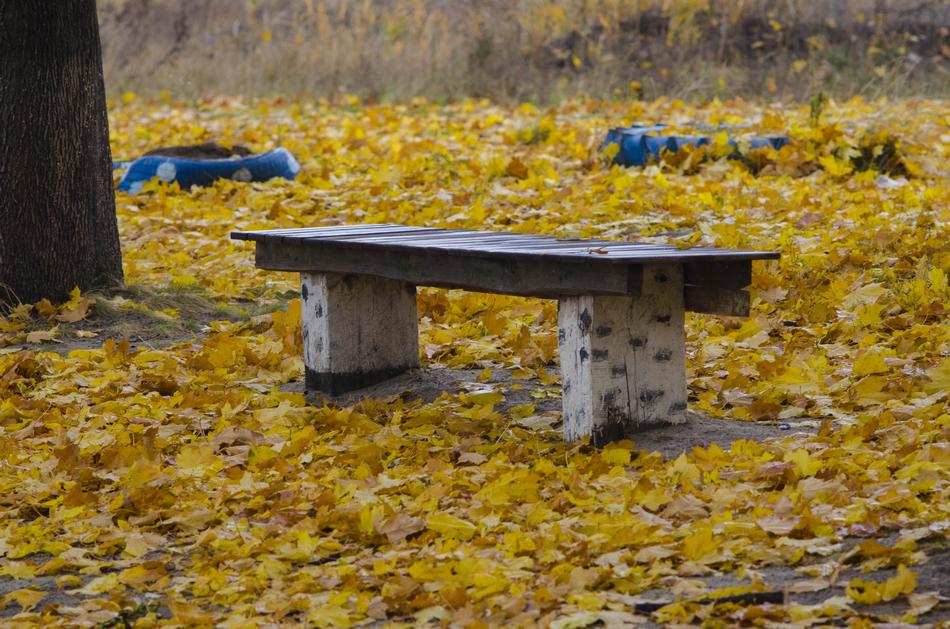 Bench Autumn Foliage