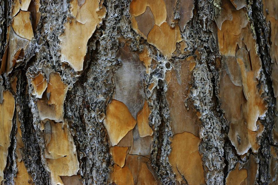 Tree Desktop Nature