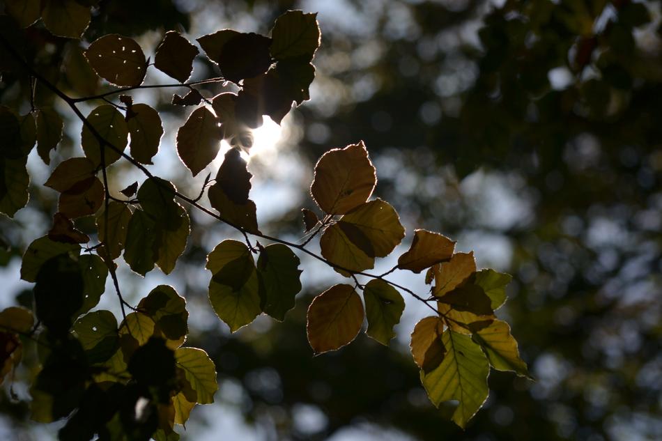 Forest Autumn Sun
