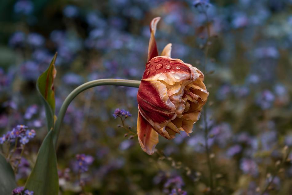 Flower Nature Plant