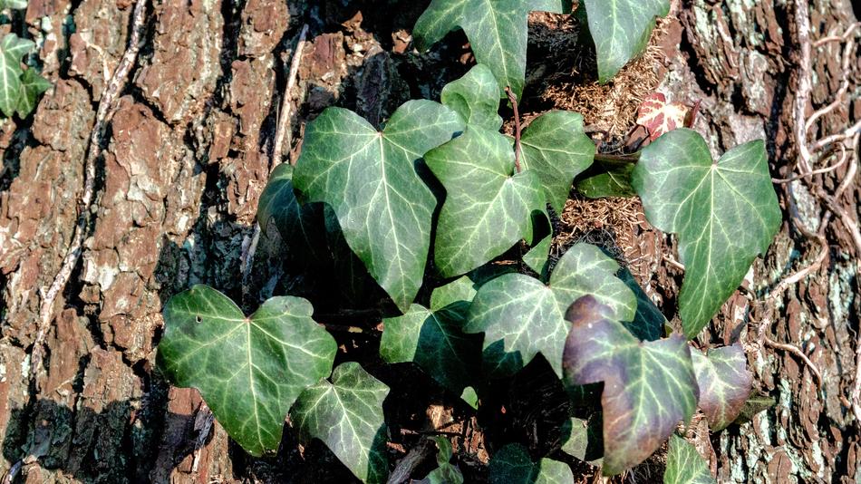 Leaf Plant Nature