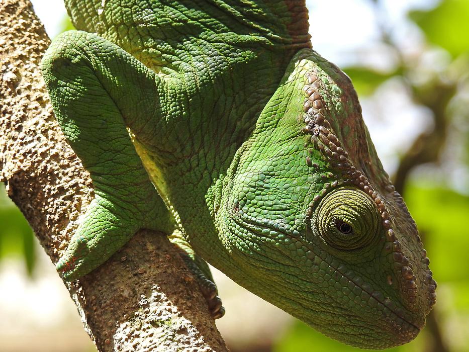 Wildlife Nature