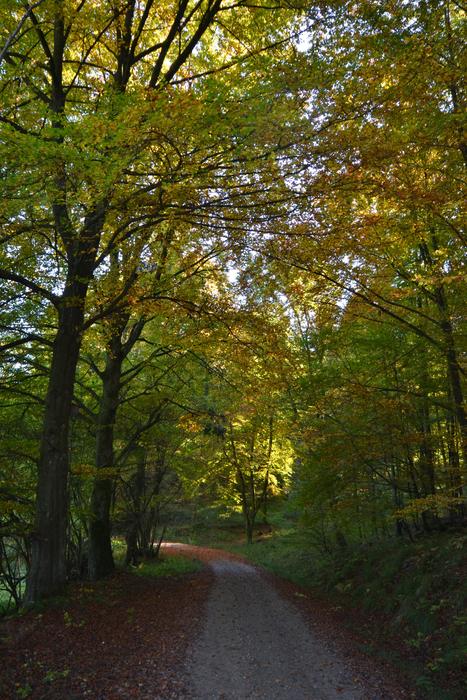 Forest Sun Autumn