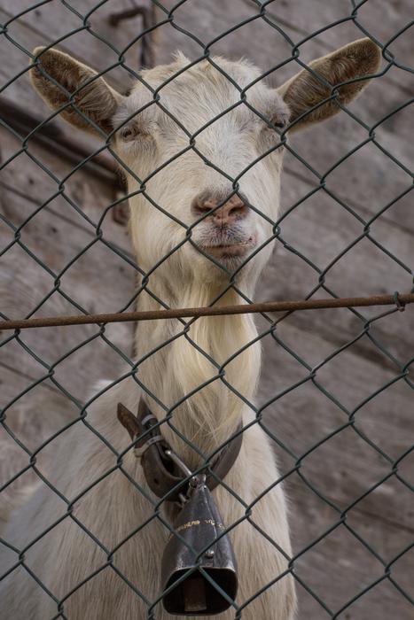 Fence Animalia Mammalia The
