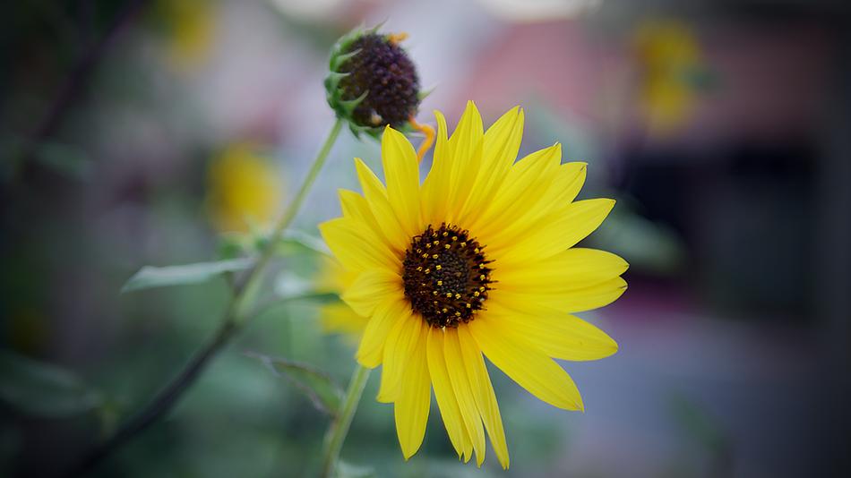 Nature Flower Flora