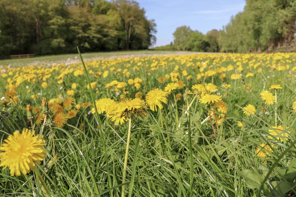 Nature Field Flower