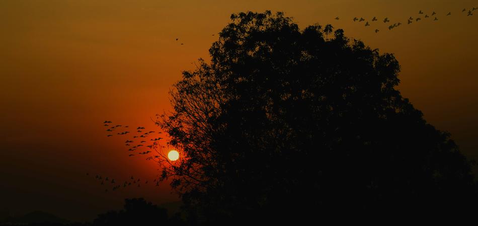 beautiful sunset by the tree