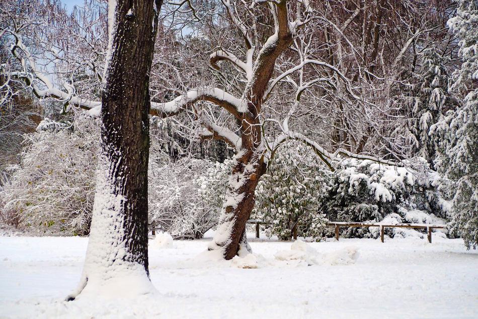 snowy weather with trees landscape