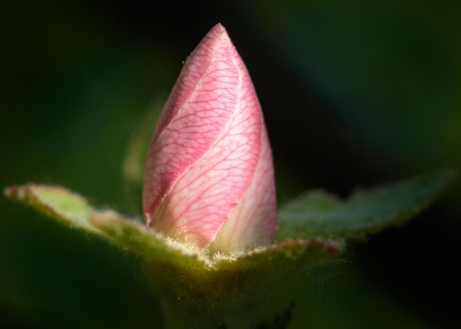 Leaf Nature Flower