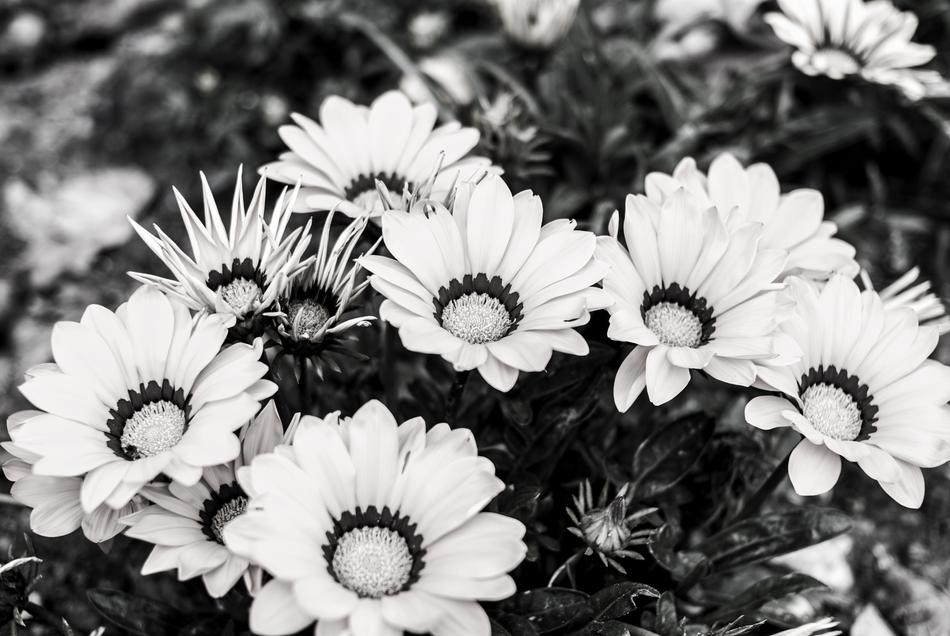 Flower Nature Plant Black And