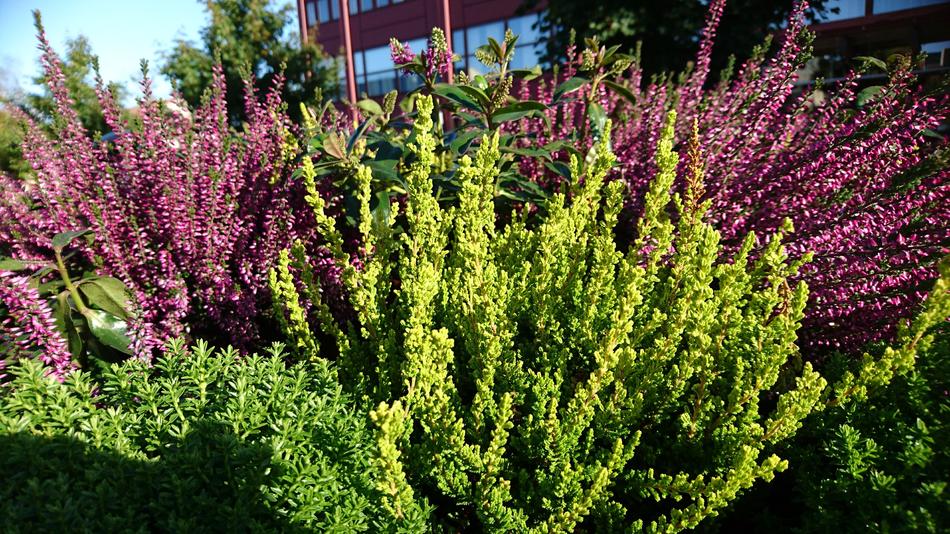 Hostblommor Heather Autumn Day