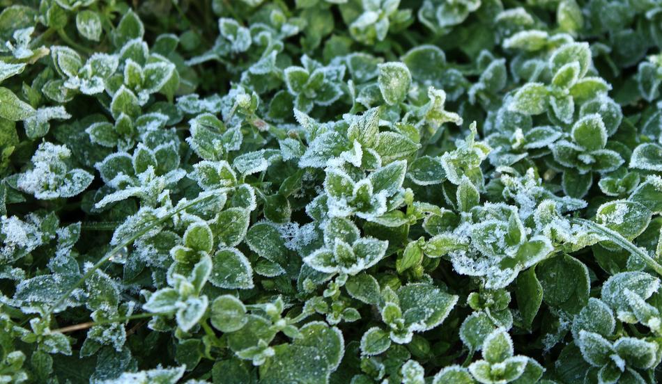 Frost Leaflet Winter