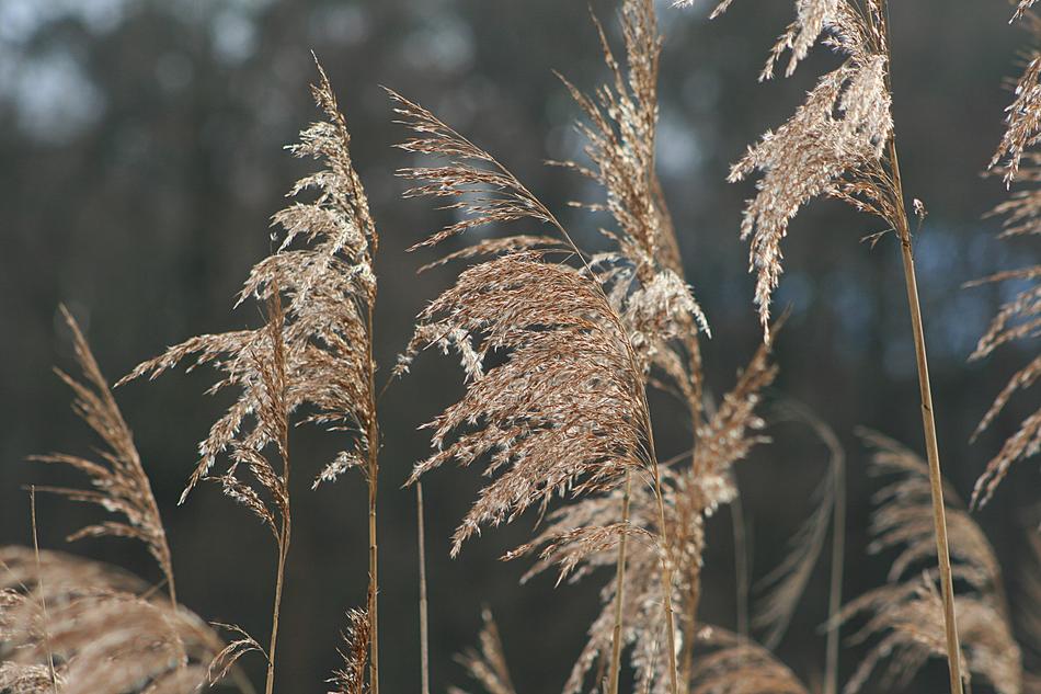 reeds in the field