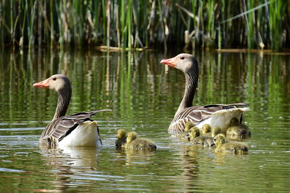 Lake Birds