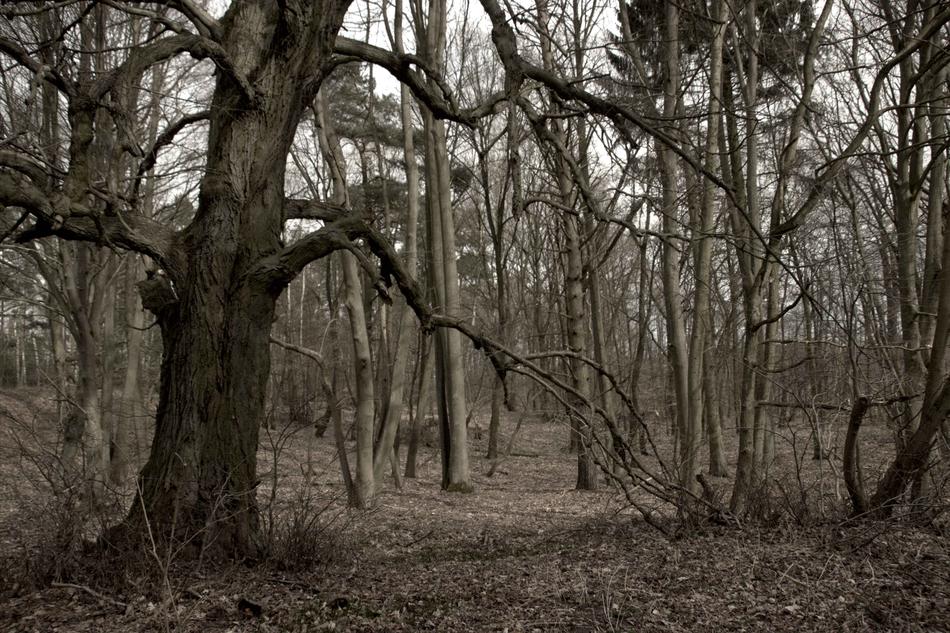 Tree Wood Nature