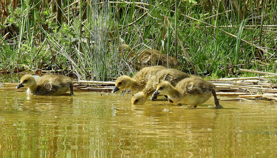 Animals Nature Young