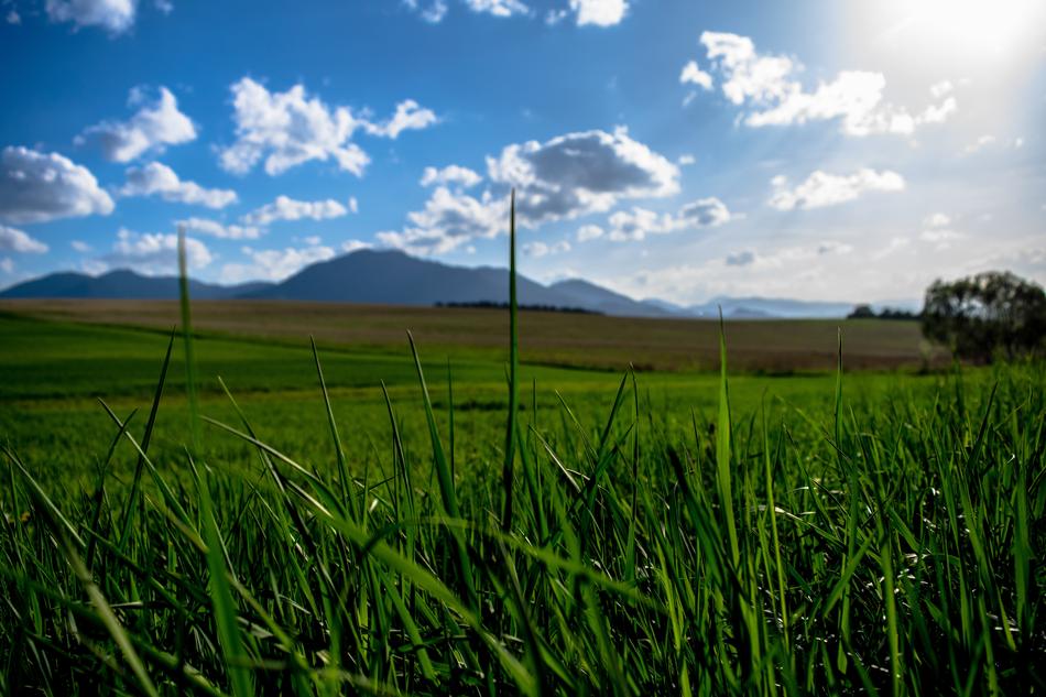 Grass Plants Blades Of