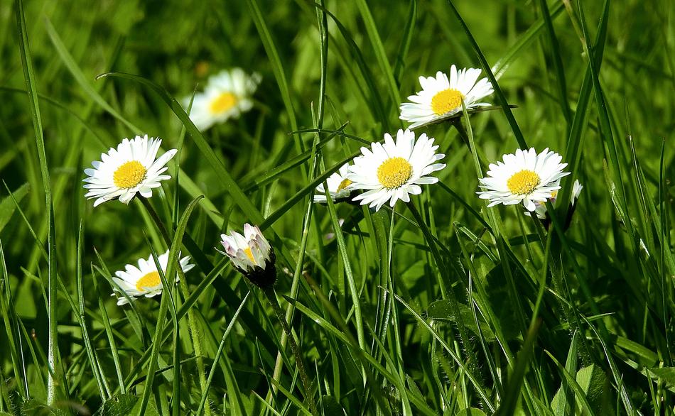 Nature Meadow Plant