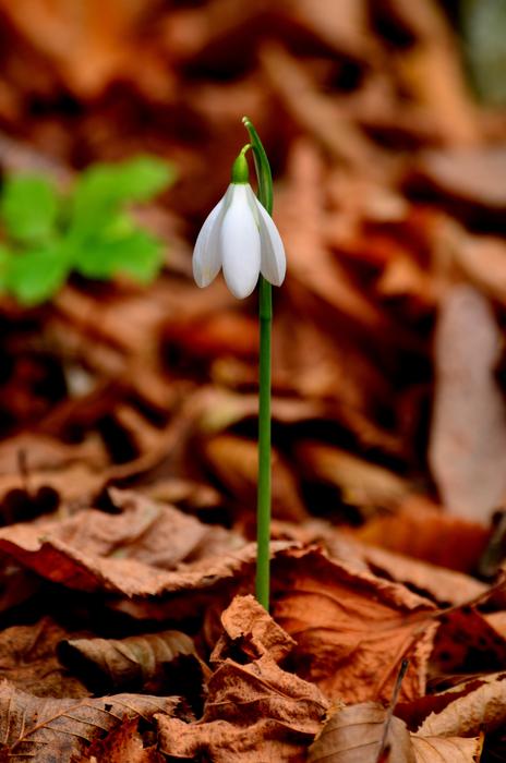 Nature Flower Thrace