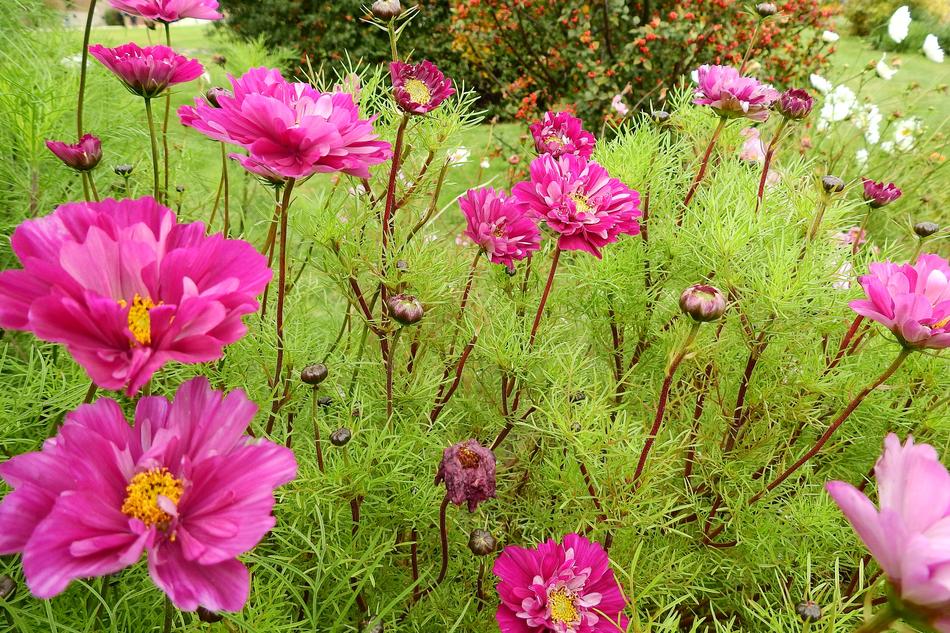 Beautiful Flowers Nature Autumn