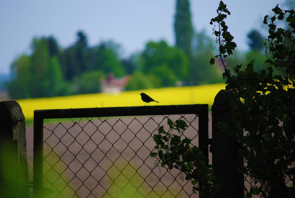 Tree Fence Plant
