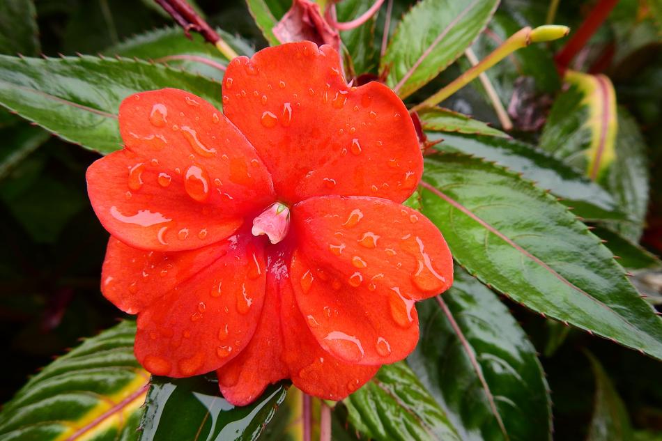 Red Flower Nature After The