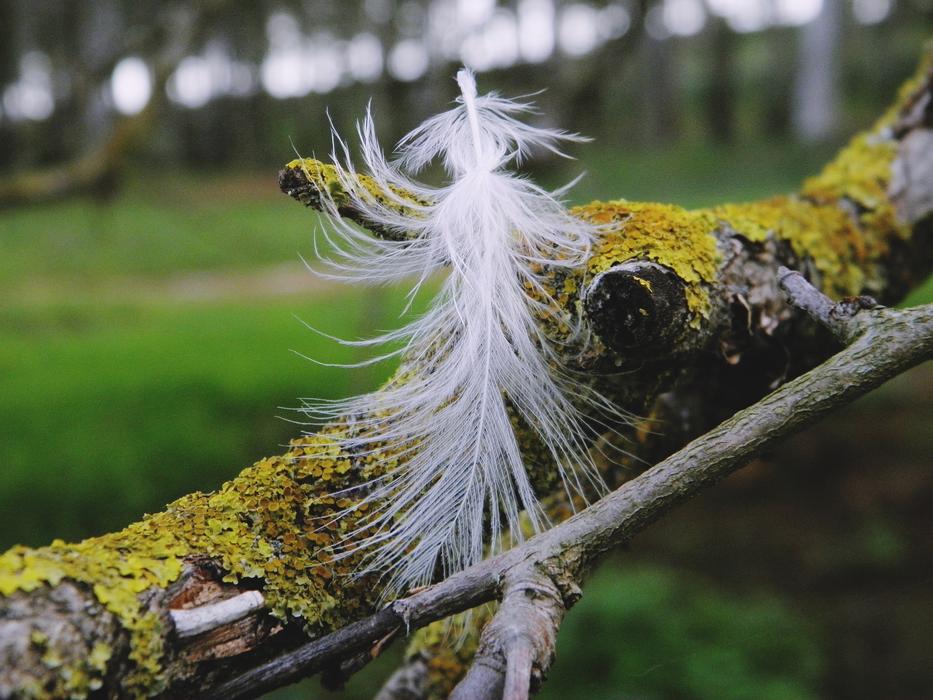 Nature Tree Wood