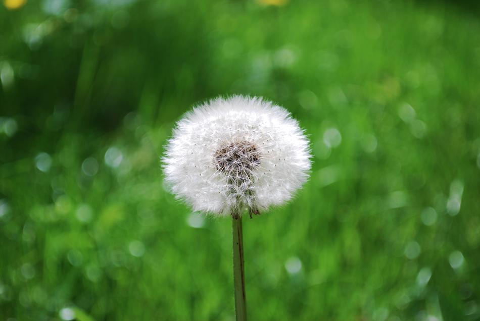 Dandelion Nature Plant