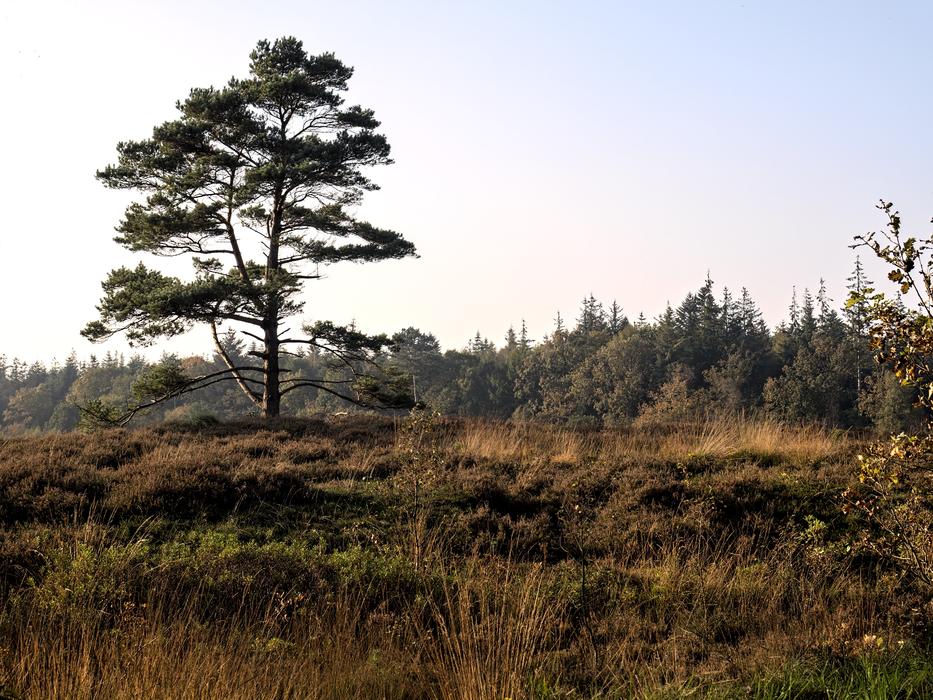 Heide Heathland Erika