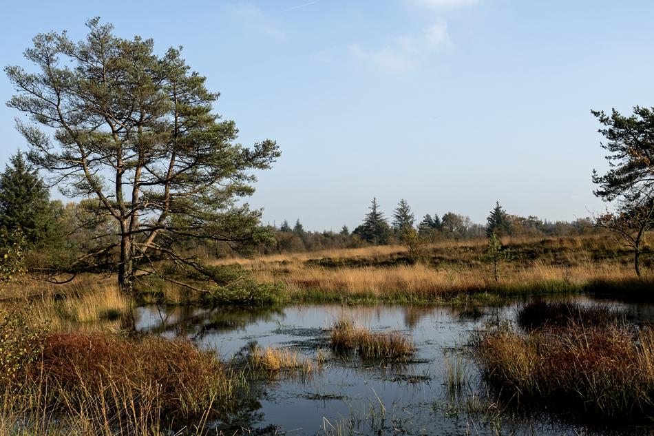 Heide Heathland Erika