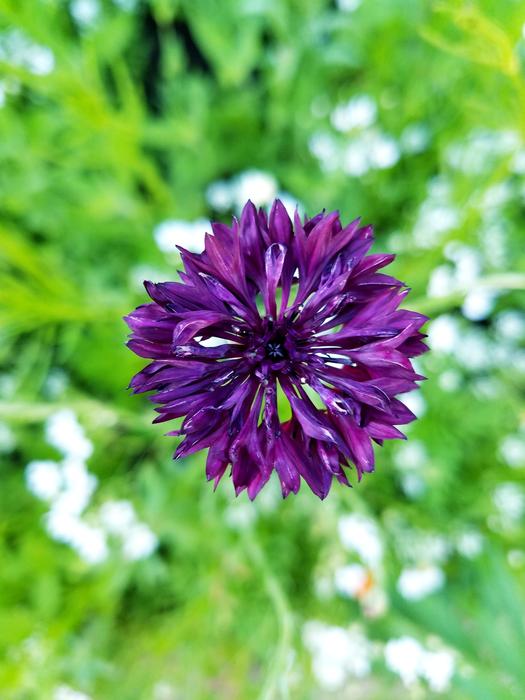 Nature Flower Flora