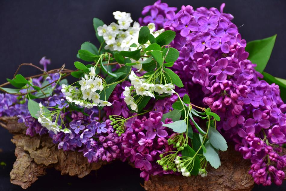 Lilac Flower Plant