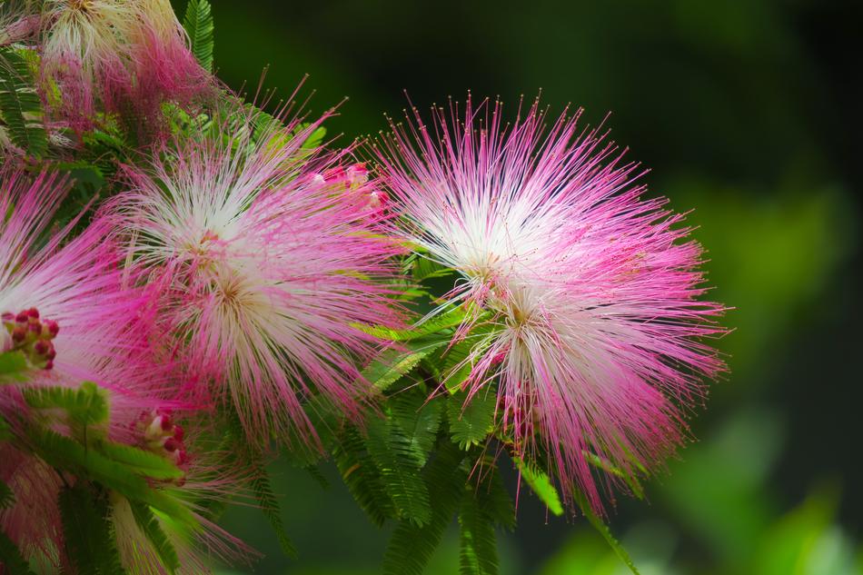 Acacia Nature Flower