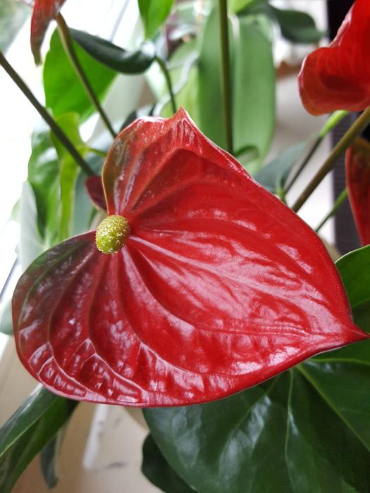 the red leaf of a house flower
