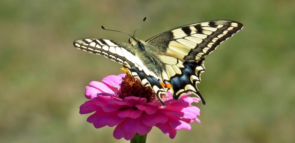 Butterfly Day Paż Queen Nature