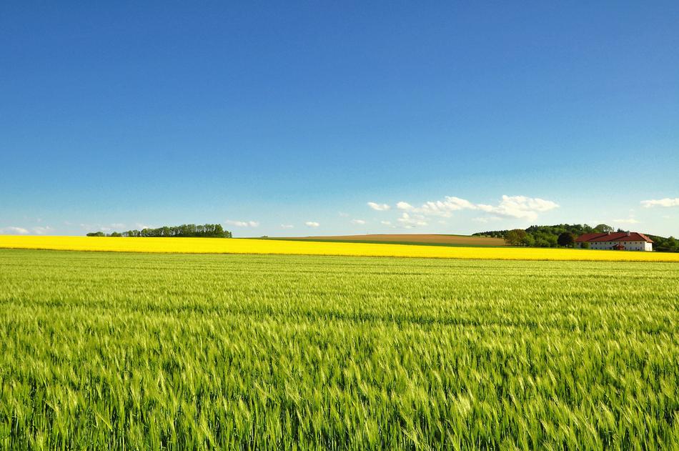 Field Agriculture Farm