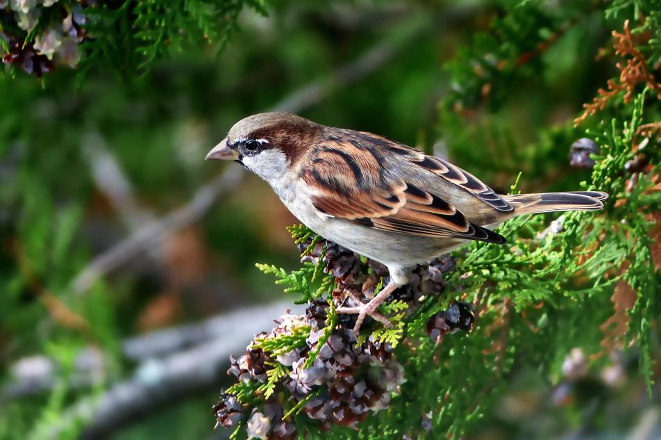 Nature Bird Animal World