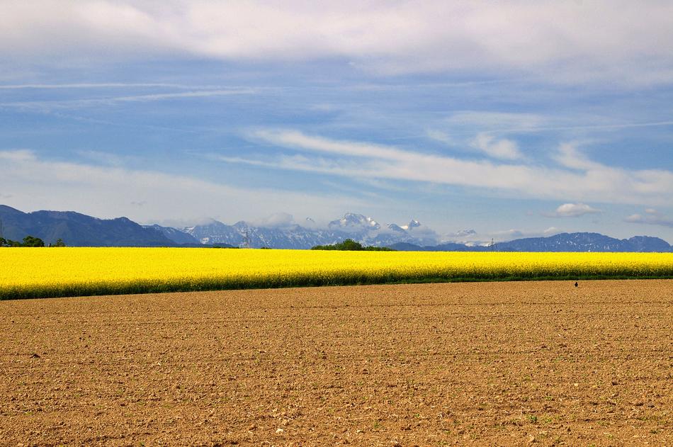 Landscape Nature Field