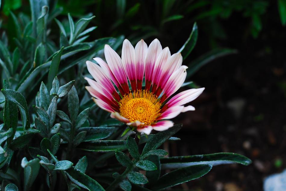 Nature Plant Flower