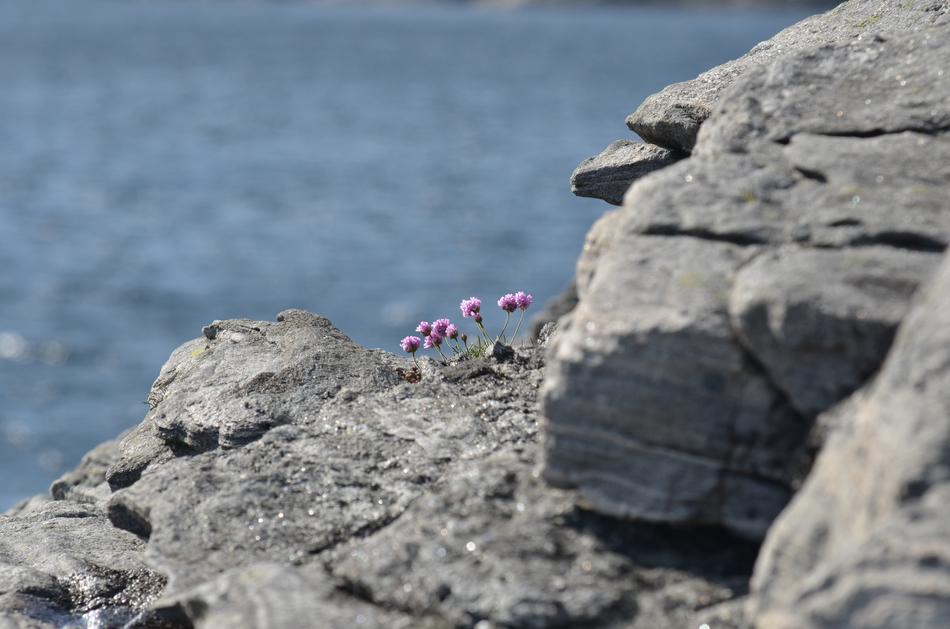 Rock Stone Nature