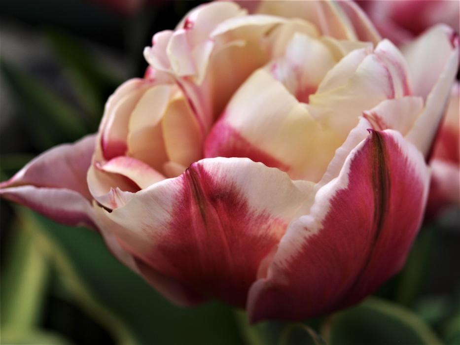 Flower Tulip Flora