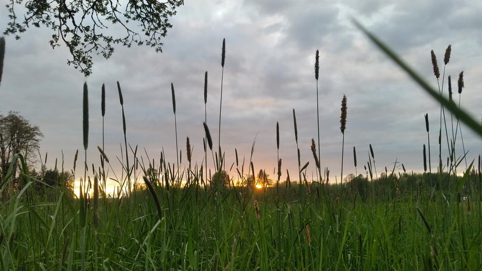 Grass Nature Growth